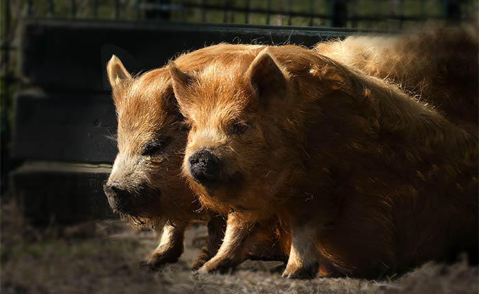 Hobbydieren. Zwijntjes, varkens of hangbuikzwijntjes.