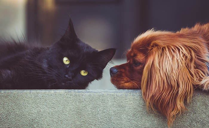 hond en kat op de bank. dikke maatjes. bij overlijden rouwen honden en katten ook.