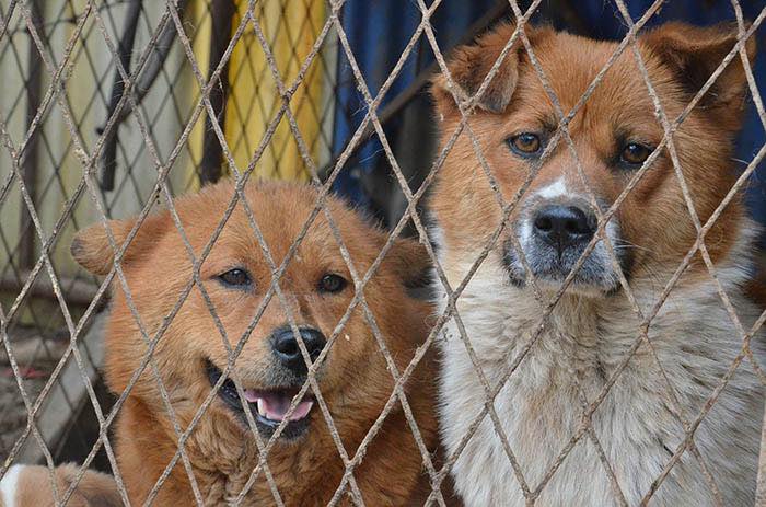 twee honden achter een hek. veel dierenleed bij de illegale puppyhandel