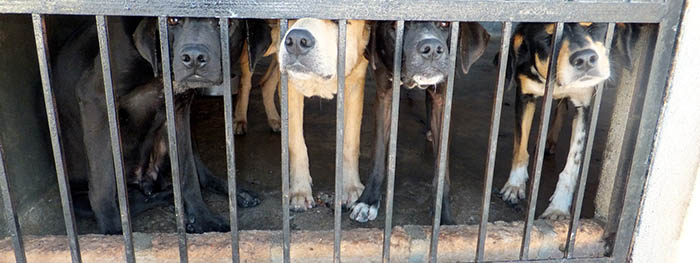 honden achter tralies in klein hok. 