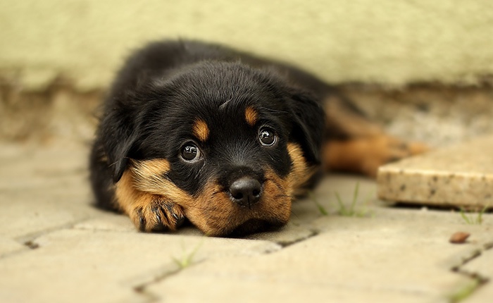 rottweiler puppy die ligt op straat. aangekocht via illegale puppyhandel